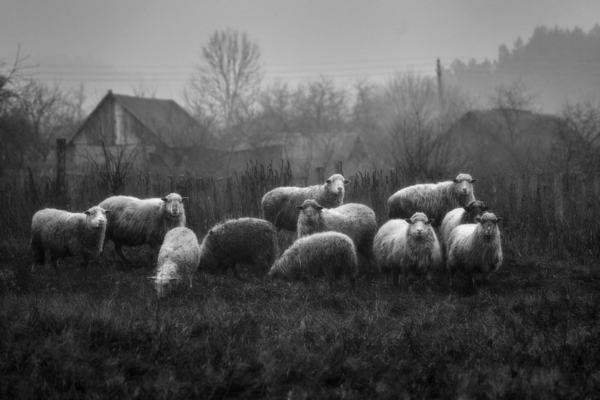 Vladimir Vertekhovsky