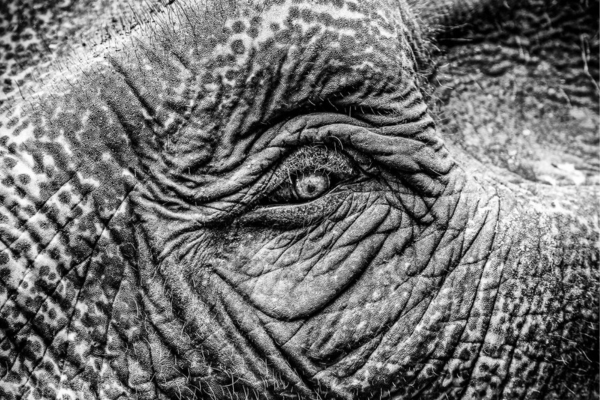 Christophe Penninckx