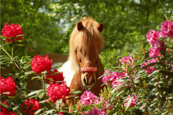 Julia Graubohm Fotografie - Pferde- und Tierfotografie