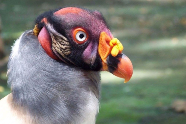 caroline martin (dony)