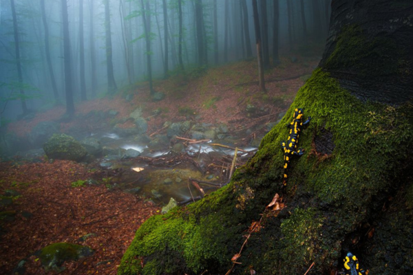 Mая Врънгова